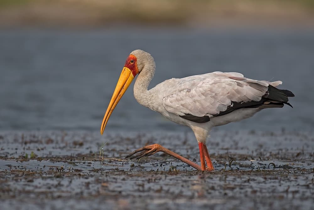 Yellow-Billed Stork Wading by Marco Pozzi — canvas wall art