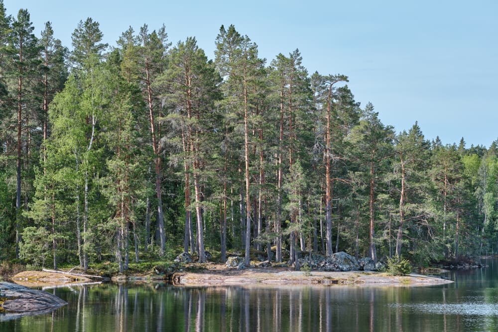 Serene Forest Reflections by Geertjan Plooijer — canvas wall art