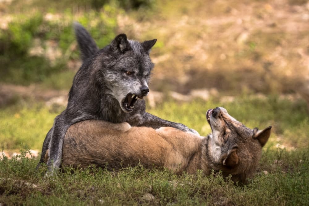 Wolves Playing Rough by Sebastian Graf — canvas wall art