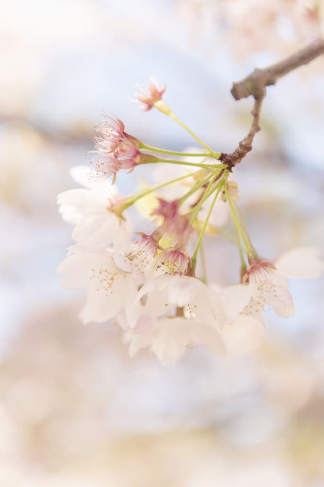Delicate Cherry Blossoms by Lynann Colligan — canvas wall art
