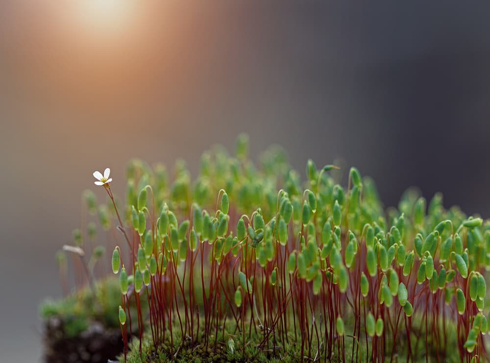 Delicate Moss Bloom by Dimitar Lazarov - Dim — canvas wall art