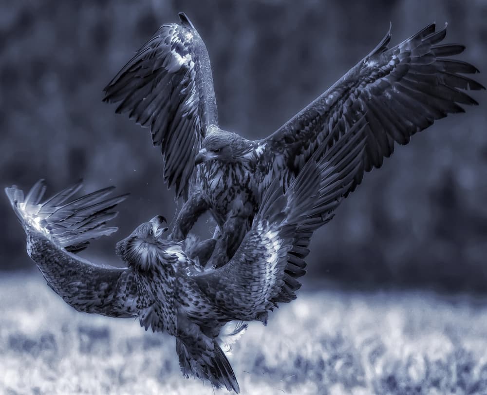 Eagles Midair Battle by David Manusevich — canvas wall art