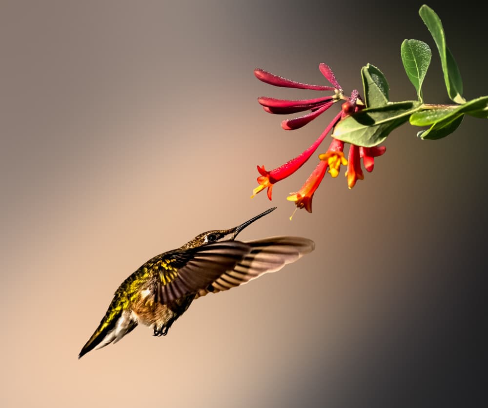 Hummingbird Nectar Sip by Songhu Yan — canvas wall art