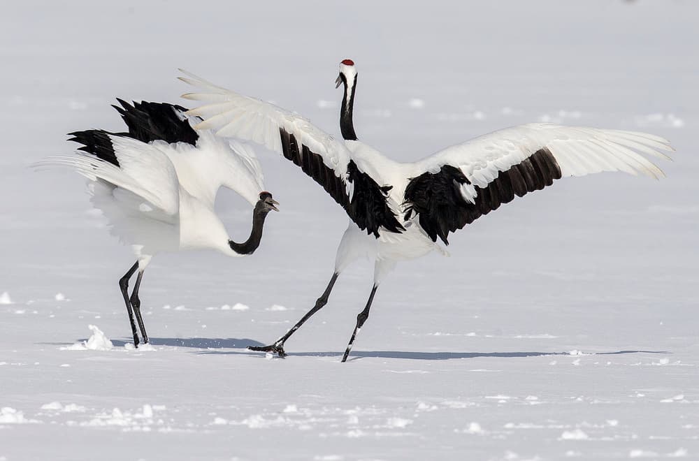 Dancing Red-crowned Cranes by C.S. Tjandra — canvas wall art