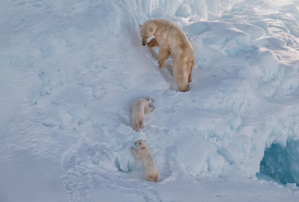 Polar Bear Family Climb by Jie Fischer — canvas wall art