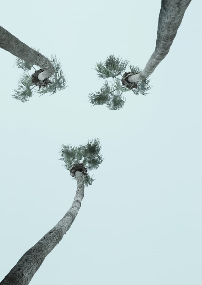 Skyward Palms by Shot by Clint — canvas wall art