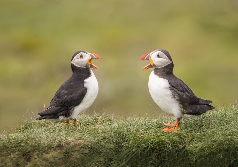Two Talking Puffins by Roelof de Hoog — canvas wall art