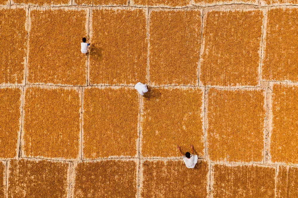 Golden Grain Patterns by Haitham AL Farsi — canvas wall art