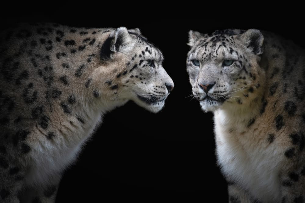 Two Snow Leopards by Mathilde Guillemot — canvas wall art