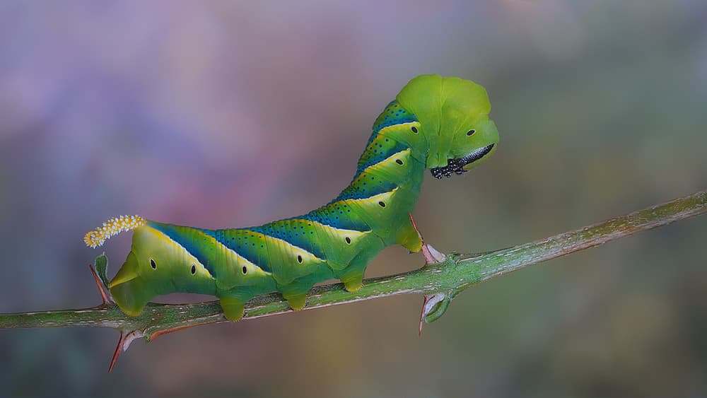 Vibrant Green Caterpillar by Jimmy Hoffman — canvas wall art