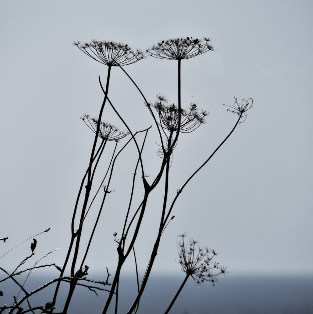 Dried Plant Silhouettes by Christina Sillen — canvas wall art