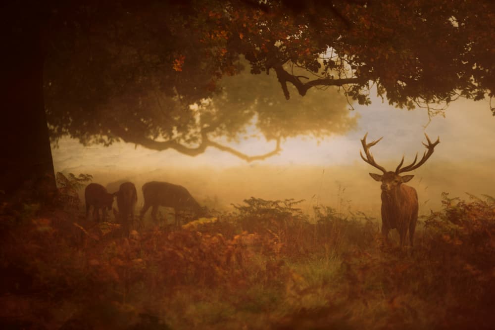 Majestic Stag In Mist by Robert Fabrowski — canvas wall art