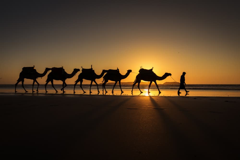 Camel Train at Sunset by Dan Mirica — canvas wall art