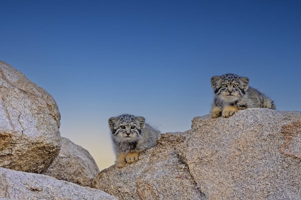 Two Curious Pallas Cat Kittens by Shlomo Waldmann — canvas wall art