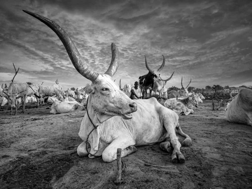 Ankole Watusi Resting by Svetlin Yosifov — canvas wall art