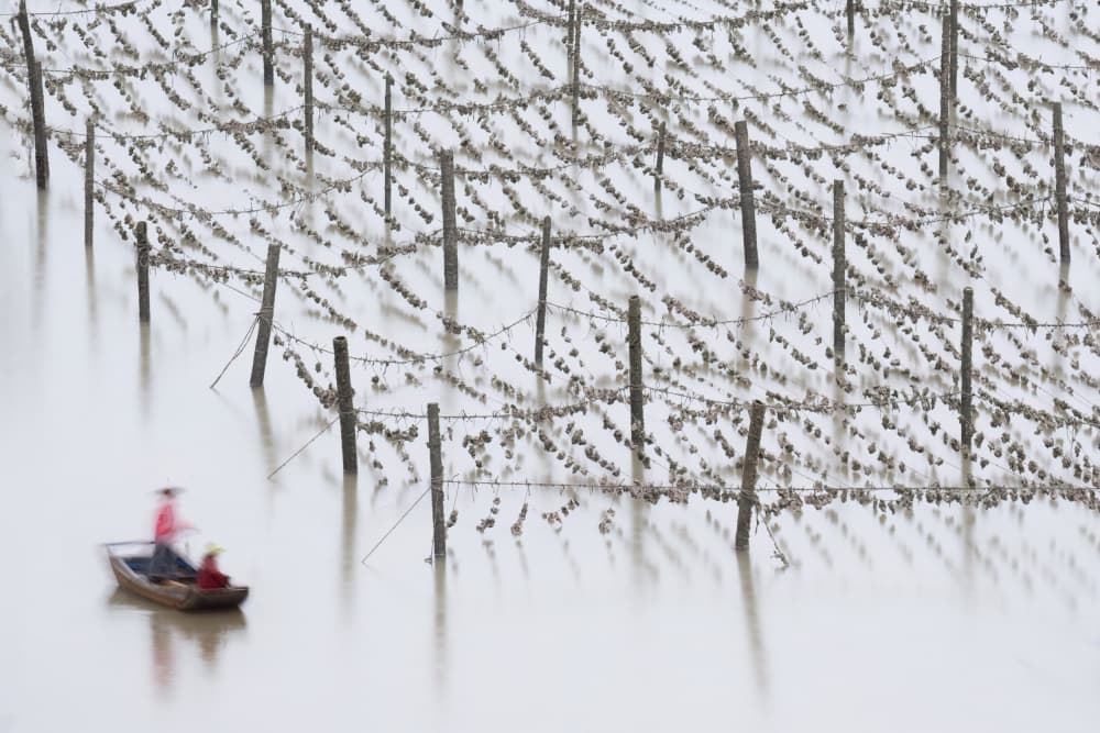 Misty Oyster Farm by Songlin Xu — canvas wall art