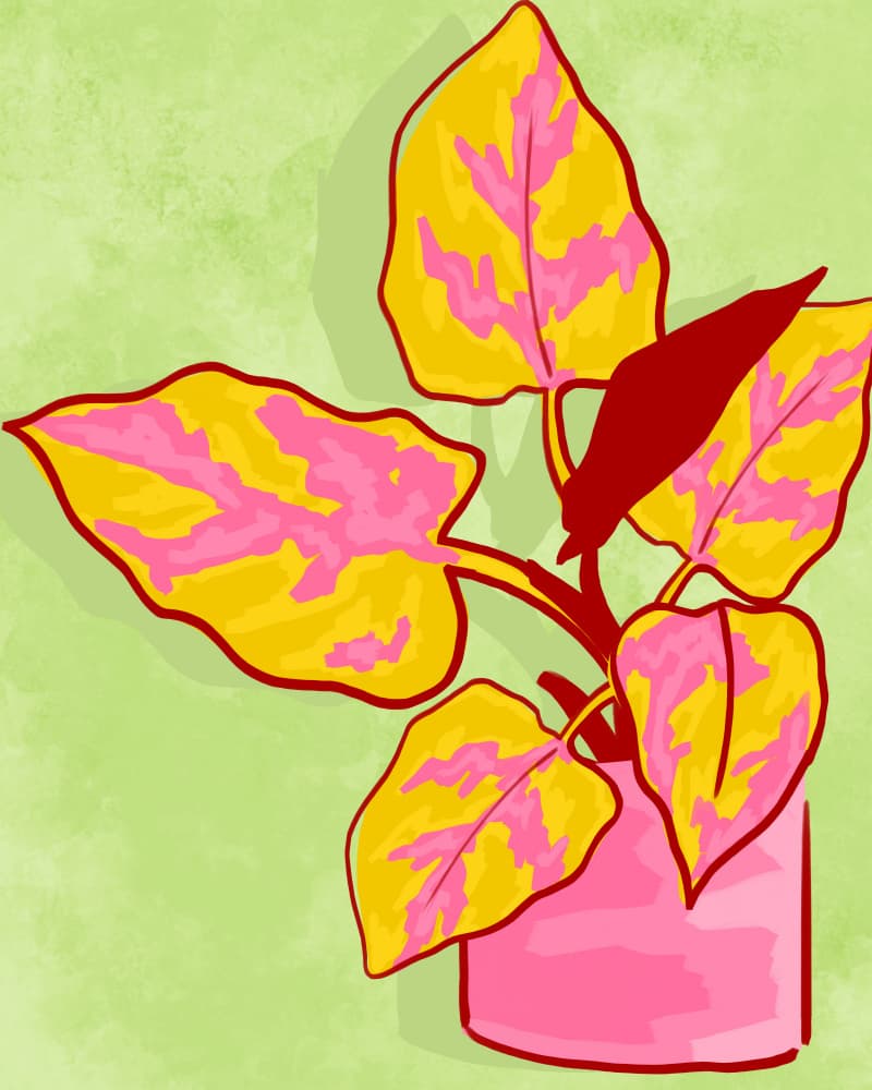 Pink Yellow Houseplant by Kintsugi99 — canvas wall art