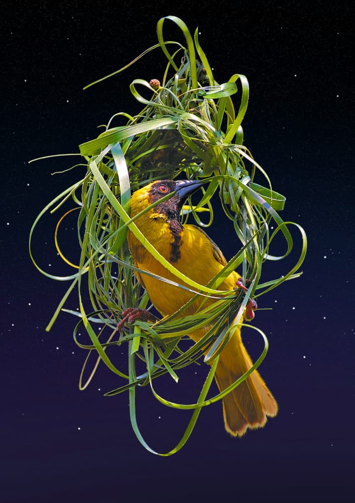 Golden Weaver Nest by Carlo Kaminski — canvas wall art
