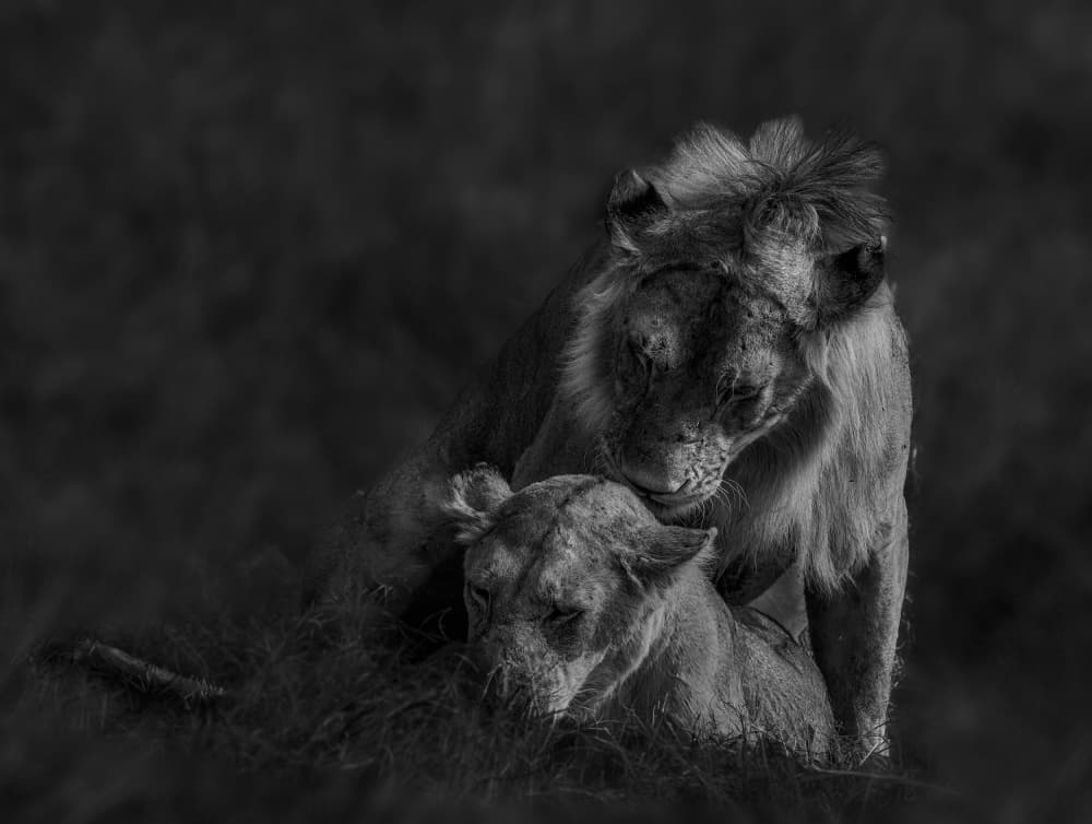 African Lion Embrace by Allen SDCA — canvas wall art