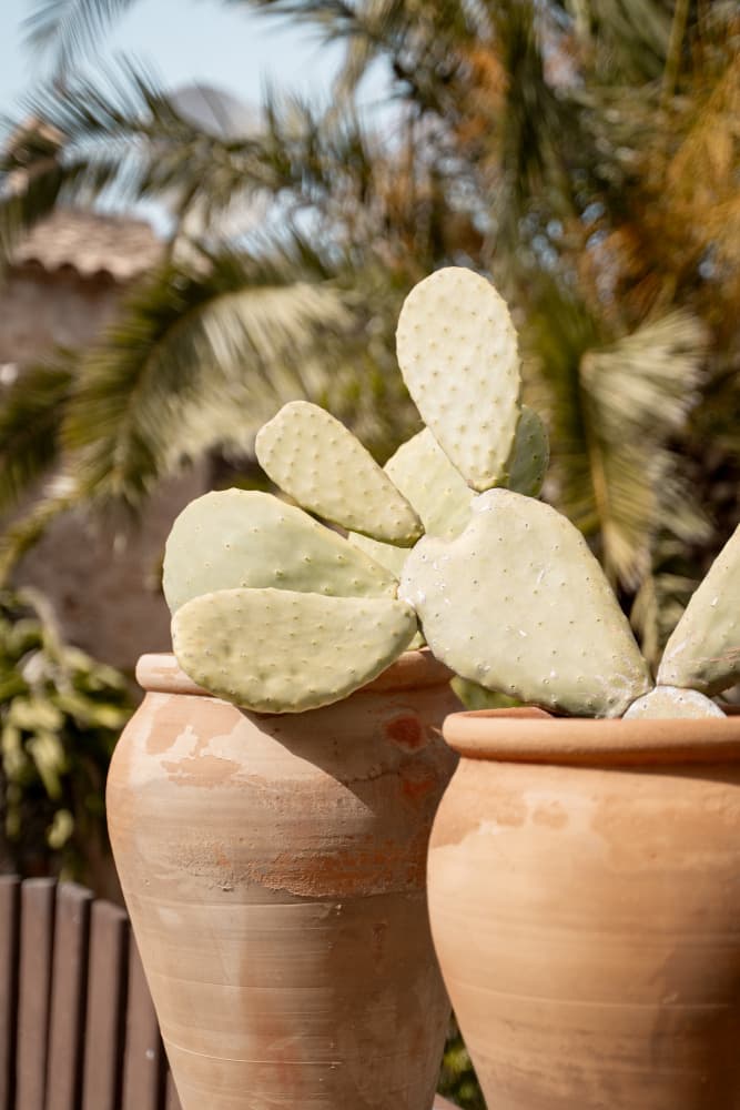 Potted Cactus in Sunlight by Henrike Schenk — canvas wall art