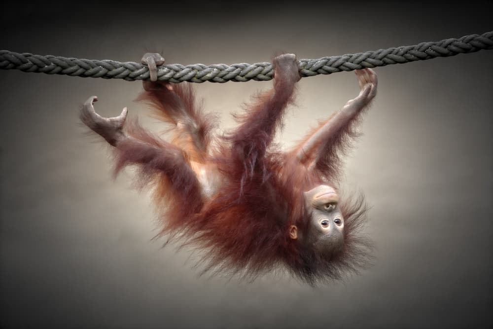 Playful Baby Orangutan by Antje Wenner-Braun — canvas wall art