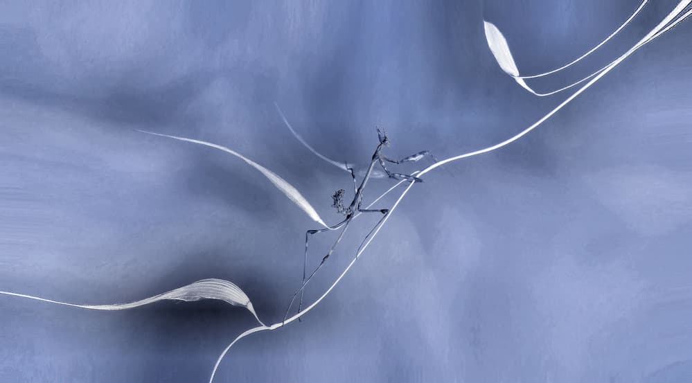 Ascension to the nirvana... by Thierry Dufour — canvas wall art