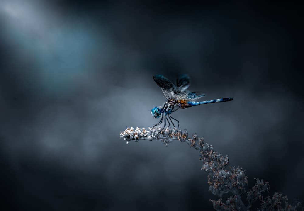 Vibrant Blue Dragonfly by Atul Saluja — canvas wall art