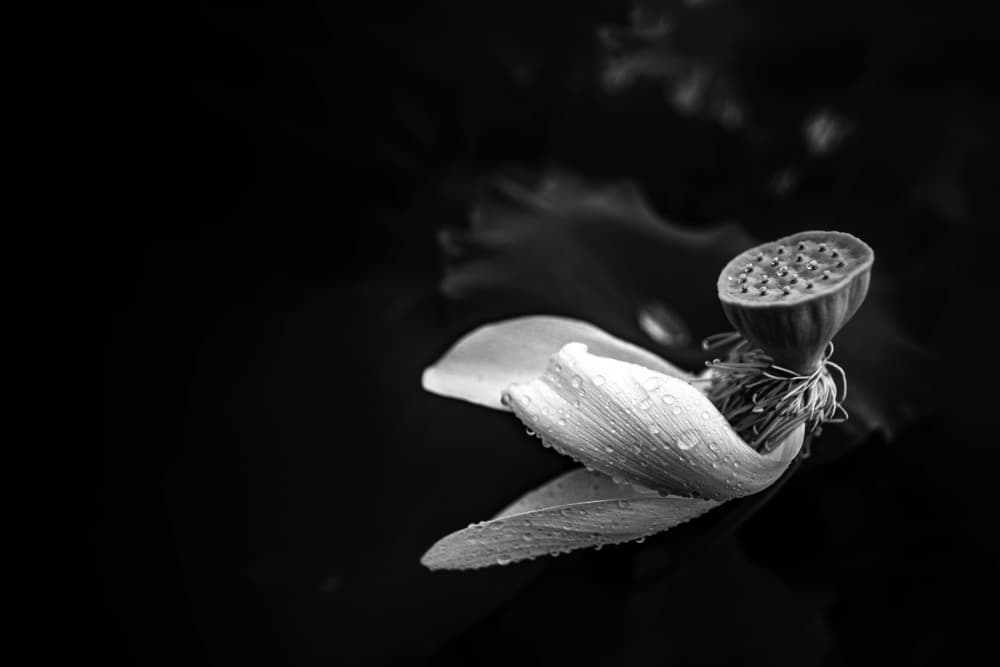 Black White Lotus by UU — canvas wall art