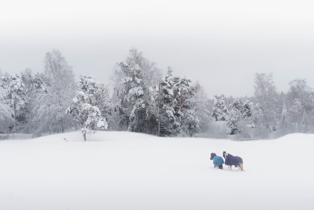 Two Dogs Winter Walk by Theodor Gerhamn — canvas wall art