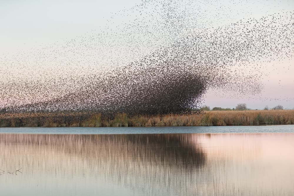 Twilight Bird Murmuration by Joan Gil Raga — canvas wall art