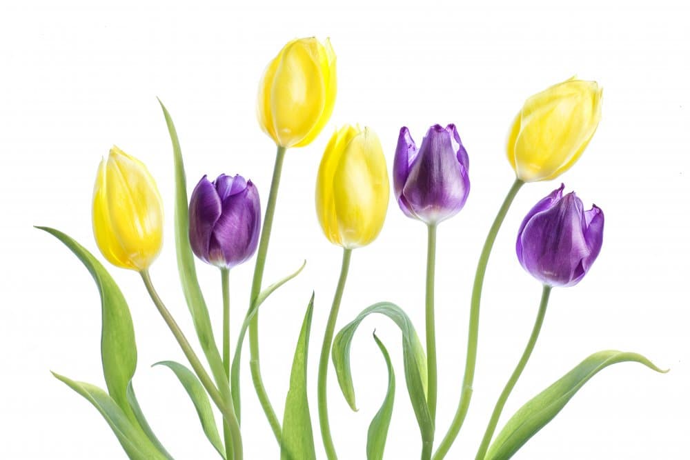 Tulip by Mandy Disher — canvas wall art