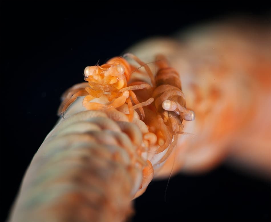 Pygmy Shrimp Pair by Andrey Narchuk — canvas wall art