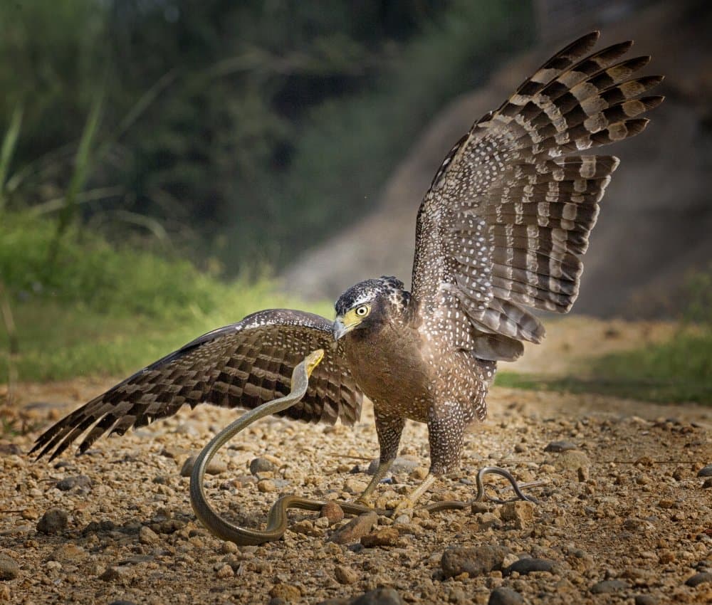 Raptor Catches Snake by Angela Muliani Hartojo — canvas wall art