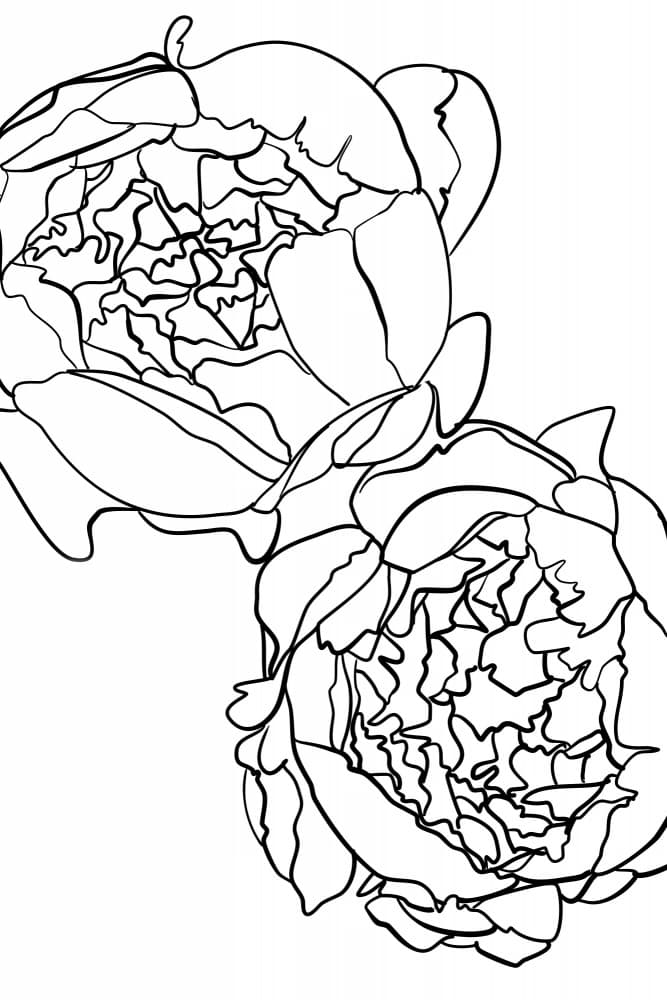 Peonies Line Drawing by Rosana Laiz Blursbyai — canvas wall art