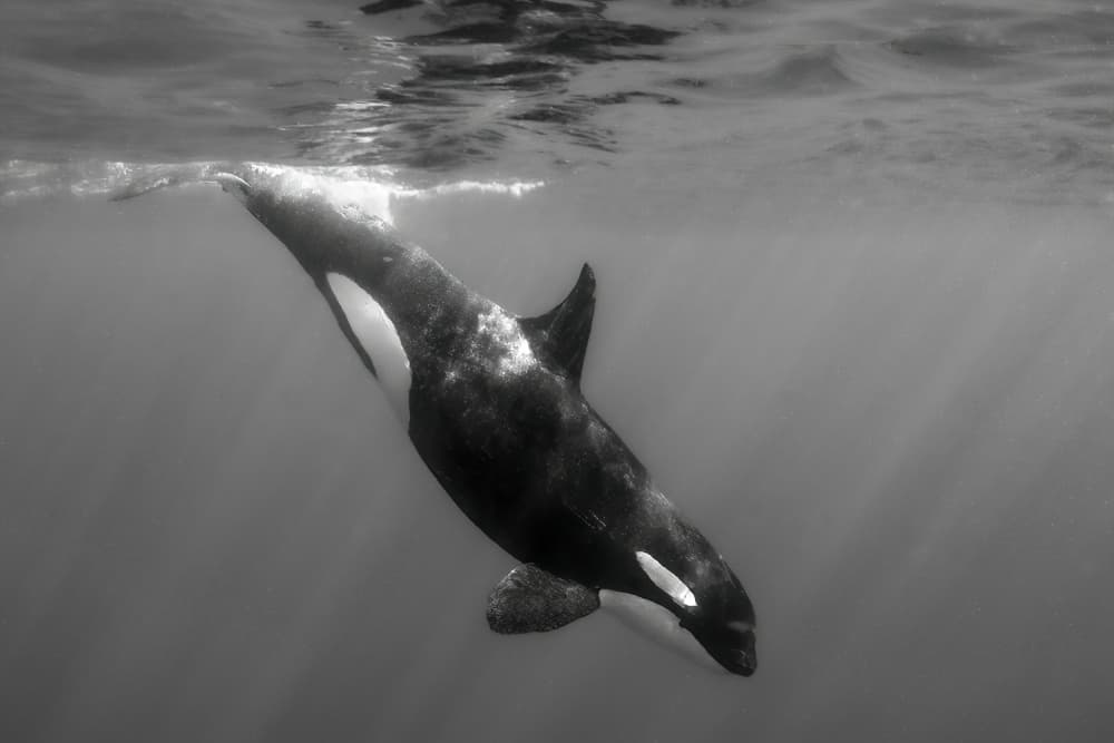 Swimming Orca Light Rays by Serge Melesan — canvas wall art
