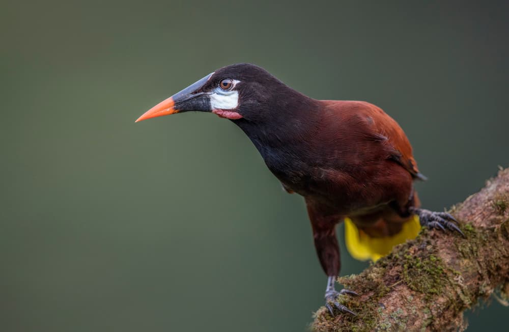 Vibrant Jungle Bird by Greg Barsh — canvas wall art