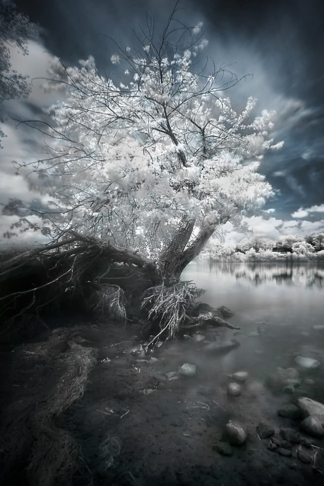 Ethereal White Tree by David Senechal Photographie (polydactyle) — canvas wall art