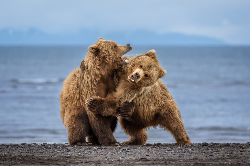 Playful Alaskan Brown Bears by Mark Strom — canvas wall art