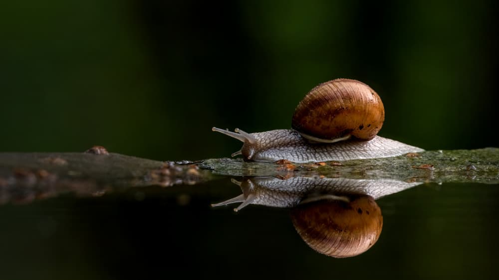 Serene Snail Reflection by John J. Chen — canvas wall art