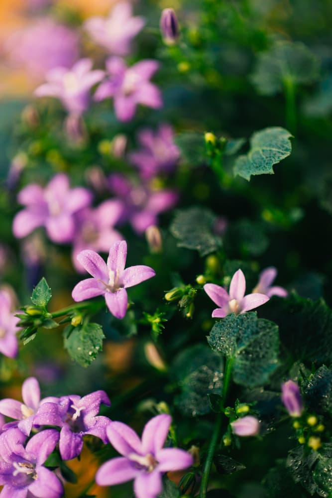 Purple Garden Blooms by Javier Pardina — canvas wall art