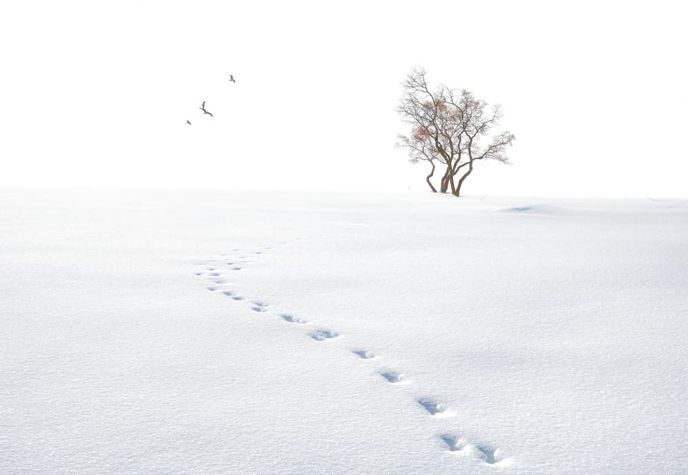 Winter Footsteps and Tree by Larry Deng APA — canvas wall art