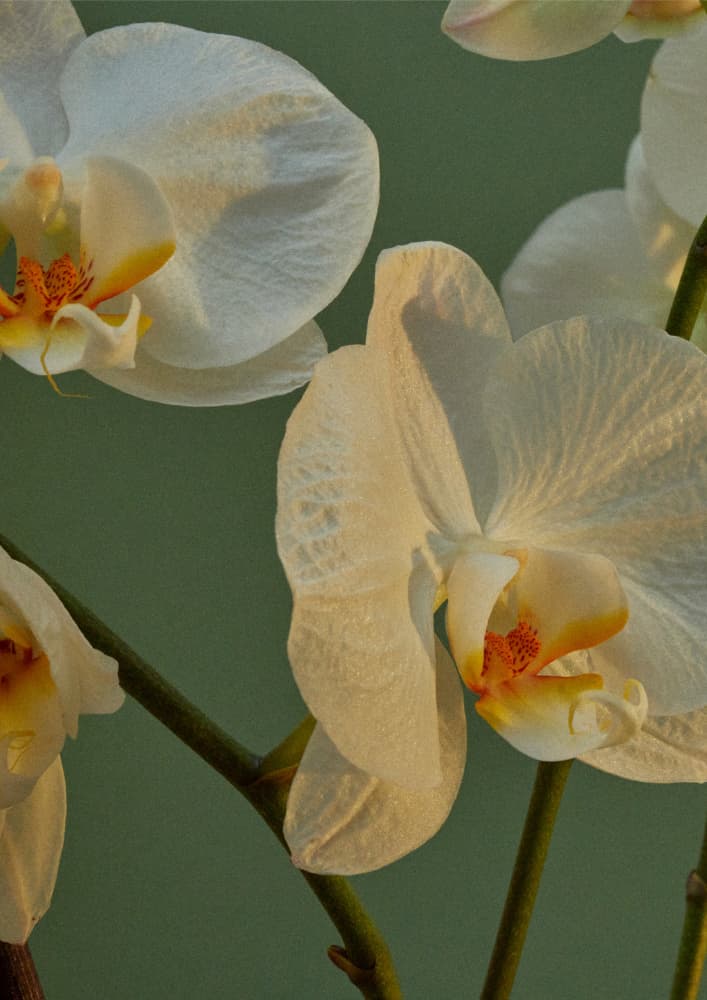 Elegant White Orchids by Marianne Bassil — canvas wall art