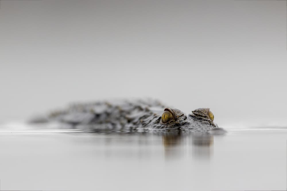 Watchful Crocodile Eyes by Alessandro Catta — canvas wall art