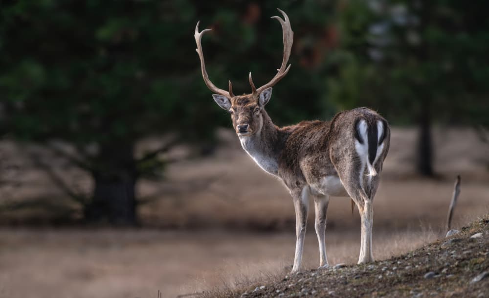 Watchful Fallow Deer by Emanuel Papamanolis — canvas wall art