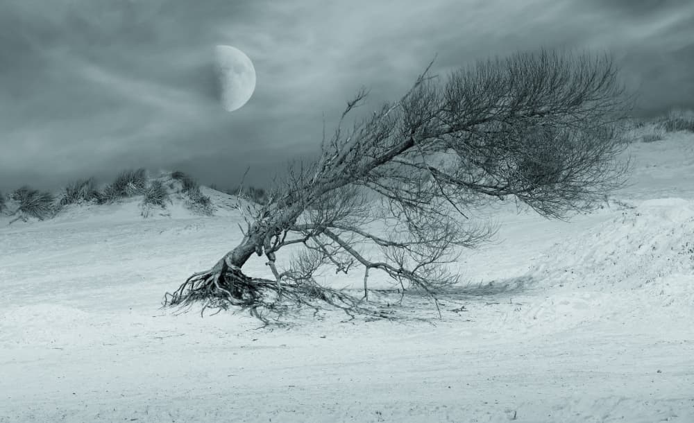 Moonlit Solitary Tree by Stefan Eisele — canvas wall art