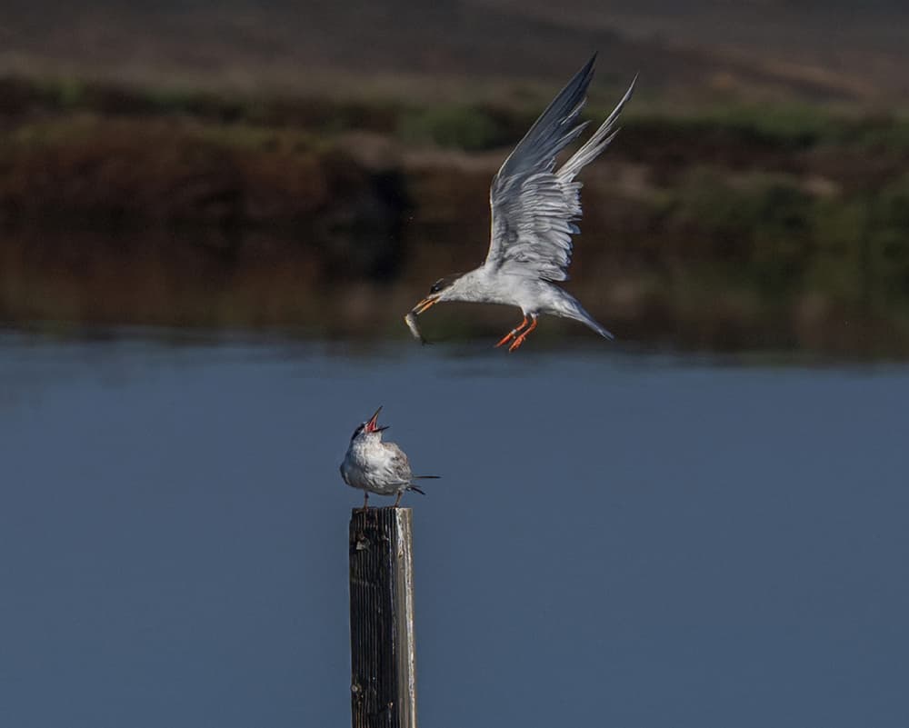 Feeding Terns by Jiahong Zeng — canvas wall art