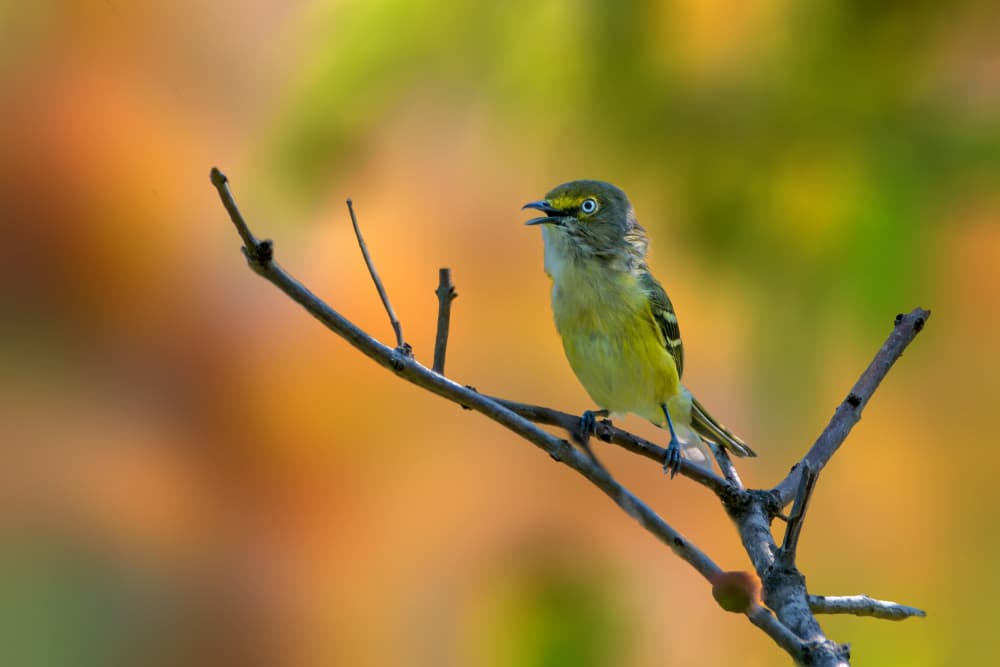 Singing Bird in Autumn by Jacob (Jian) Xu — canvas wall art