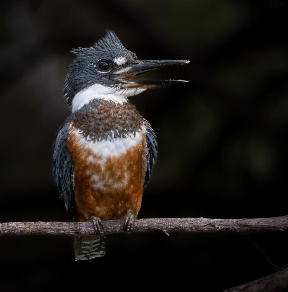Belted Kingfisher Calling by Liwen Tao — canvas wall art