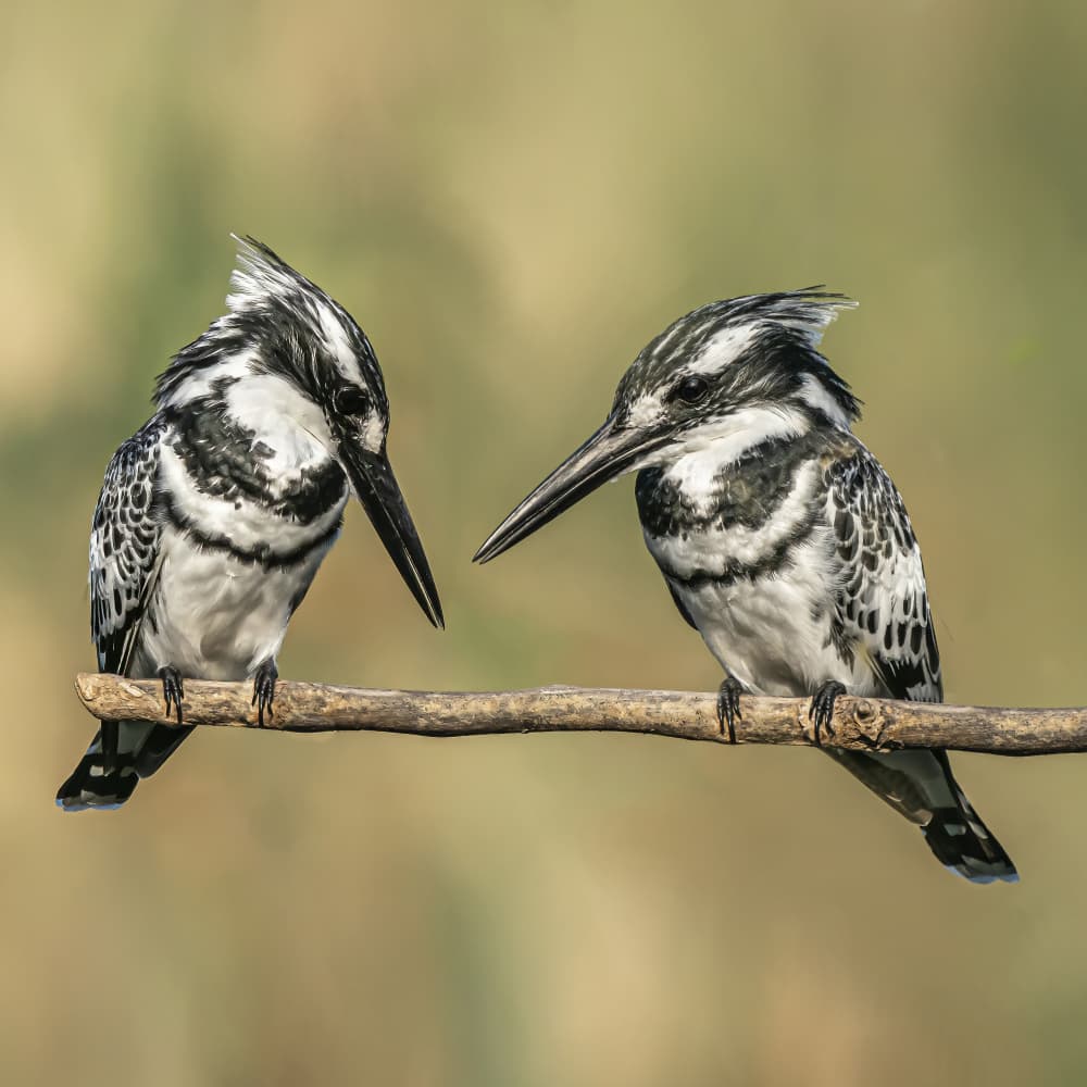 Pied Kingfisher Pair by Boris Lichtman — canvas wall art