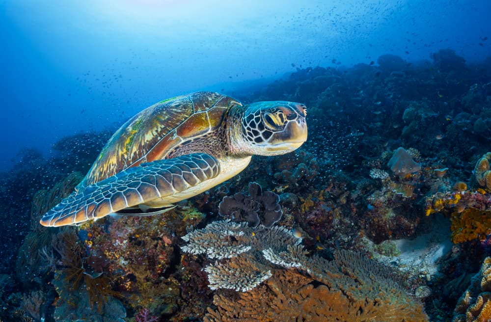Green Sea Turtle Reef by Barathieu Gabriel — canvas wall art